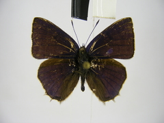 Anthene ukerewensis ukerewensis