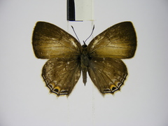 Anthene ukerewensis ukerewensis