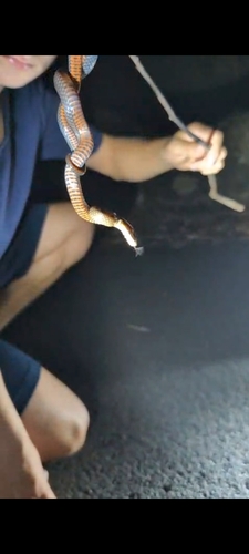Golden-crowned Snake sighting