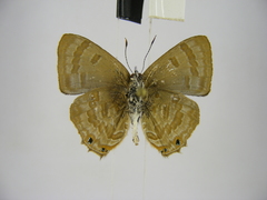 Anthene ukerewensis ukerewensis