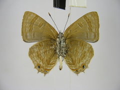 Anthene ukerewensis ukerewensis