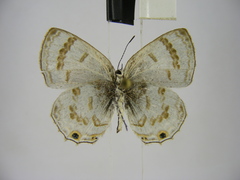 Anthene ukerewensis ukerewensis