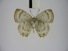 Anthene ukerewensis ukerewensis