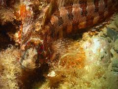 Tompot Blenny photo 5