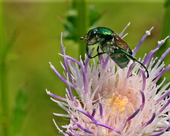 Trichiotinus lunulatus