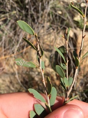 Aristaea thalassias