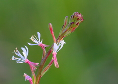 Oenothera simulans