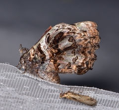 Ogyris abrota