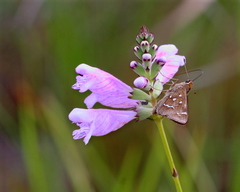 Physostegia purpurea