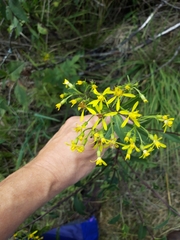 Senecio ovatus