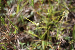 Lipocarpha chinensis image