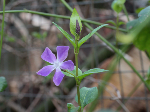 Vinca major