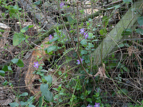 Vinca major