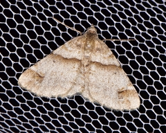 Syneora hemeropa