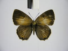 Anthene ukerewensis ukerewensis