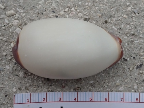 Cypraea talpa observed 2025-03-16
