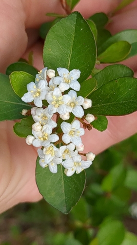 Image of Viburnum obovatum by no rights reserved