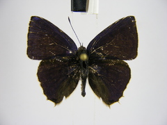 Anthene ukerewensis ukerewensis