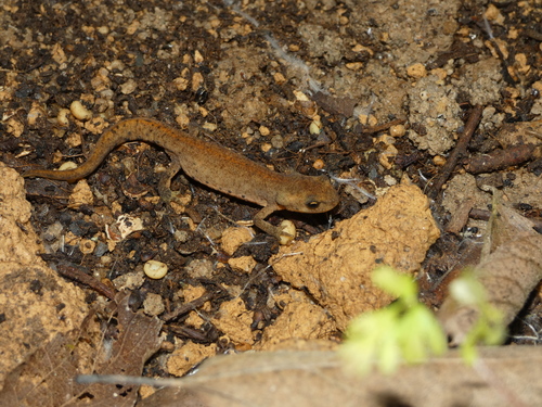 Bosca's Newt, Lissotriton boscai