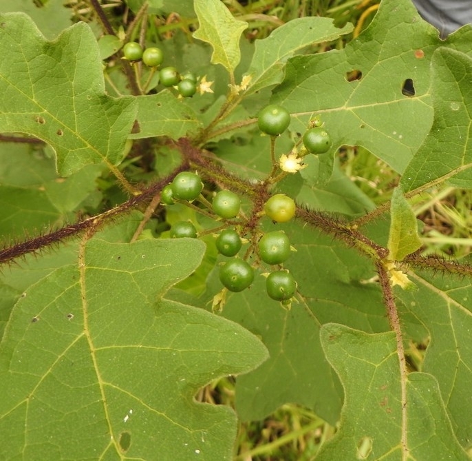 Solanum guaraniticum
