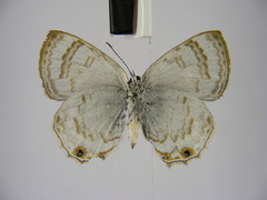 Anthene ukerewensis ukerewensis