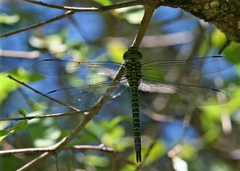 Coryphaeschna ingens