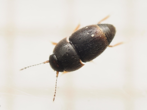Acrotrichis grandicollis