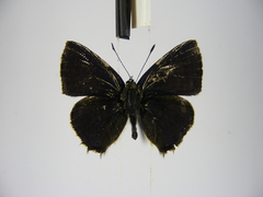 Anthene ukerewensis ukerewensis