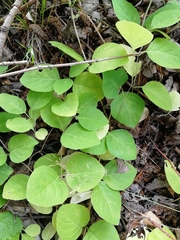 Lonicera dioica