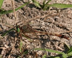 Arigomphus pallidus