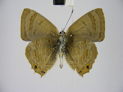 Anthene ukerewensis ukerewensis