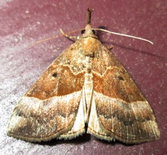 Hypena eductalis