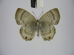 Anthene ukerewensis ukerewensis