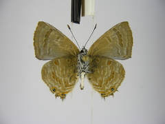 Anthene ukerewensis ukerewensis