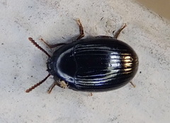 Platydema excavata
