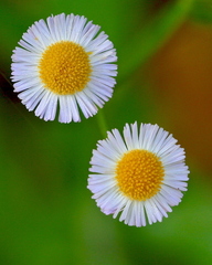 Erigeron quercifolius