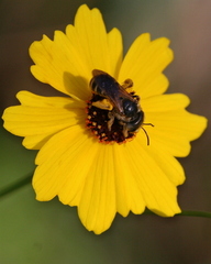 Coreopsis leavenworthii
