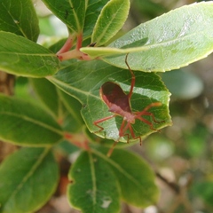 Gonocerus insidiator