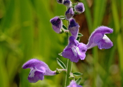 Scutellaria integrifolia