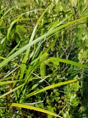 Carex pseudocyperus