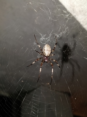 Nephilengys malabarensis