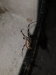 Nephilengys malabarensis