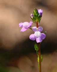 Nuttallanthus canadensis