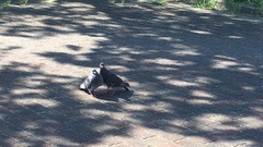 Columba livia domestica