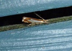 Crambus bidens