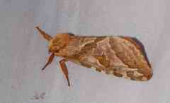 Sthenopis purpurascens