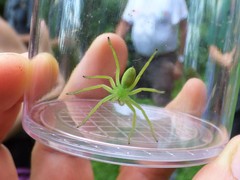 Micrommata