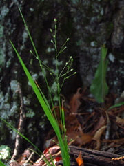 Dichanthelium linearifolium