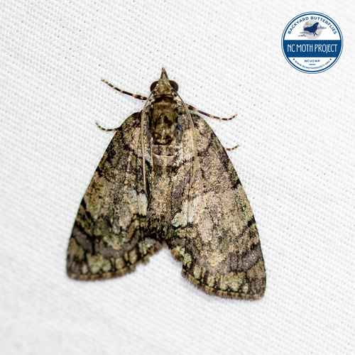 Transfigured Hydriomena Moth photo 3