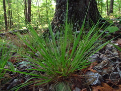 Dichanthelium linearifolium